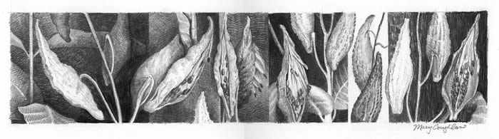 Milkweed (pencil)